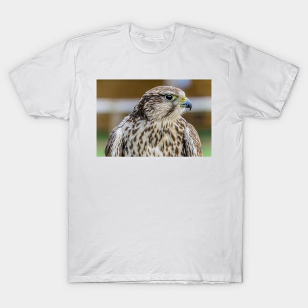 Bird of prey - Kestrel T-Shirt by millroadgirl